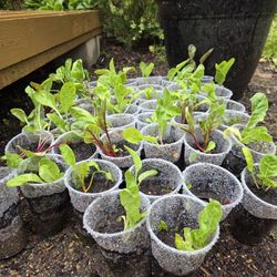 Swiss Chard, $1.50 for 9 Oz cup. 36 plants available. 