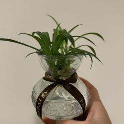 Aquatic Multiple Rooted Spider Plants, Comes In a Glass Jar