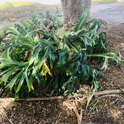 Stag Horn Fern 6 Feet