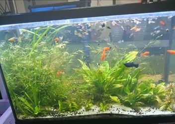 Selling 2- fishtanks,one 30galons,and one 20 galons with filters light plants,stand,stand..$120 ,
