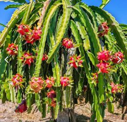 Dragon, fruit, plant, small cactus, Jayde Plant