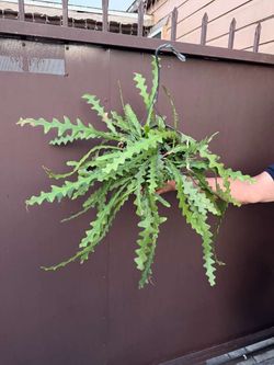 8” ric rac cactus