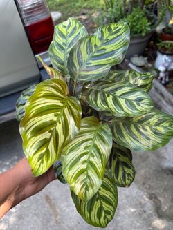 Calathea Macoyana
