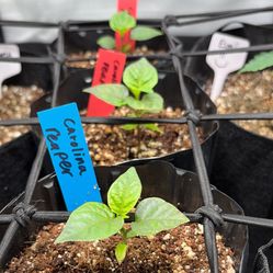 Carolina Reaper Seedlings