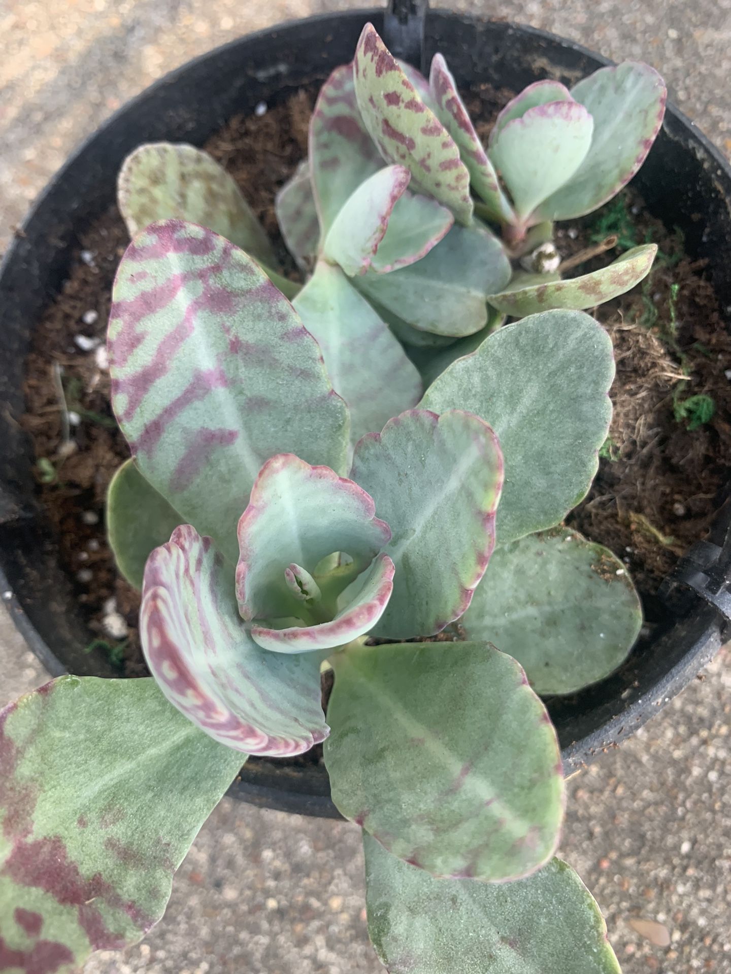 Succulent And Cactus Mix Plants