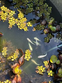Medaka Floating Plants