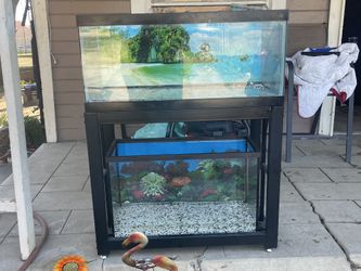 Fish Tanks