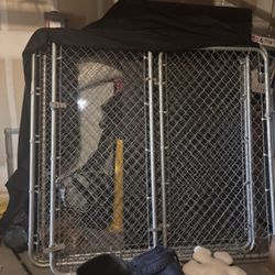 Large Dog kennel For Sale