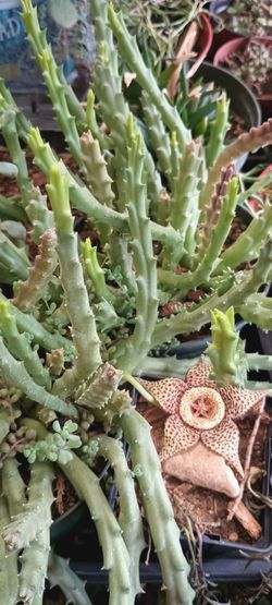 Stapelia plants.