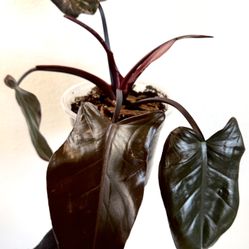 Philodendron‘ Majesty’