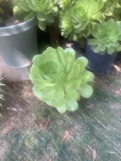 Succulent Plant Super  Nice Big 
