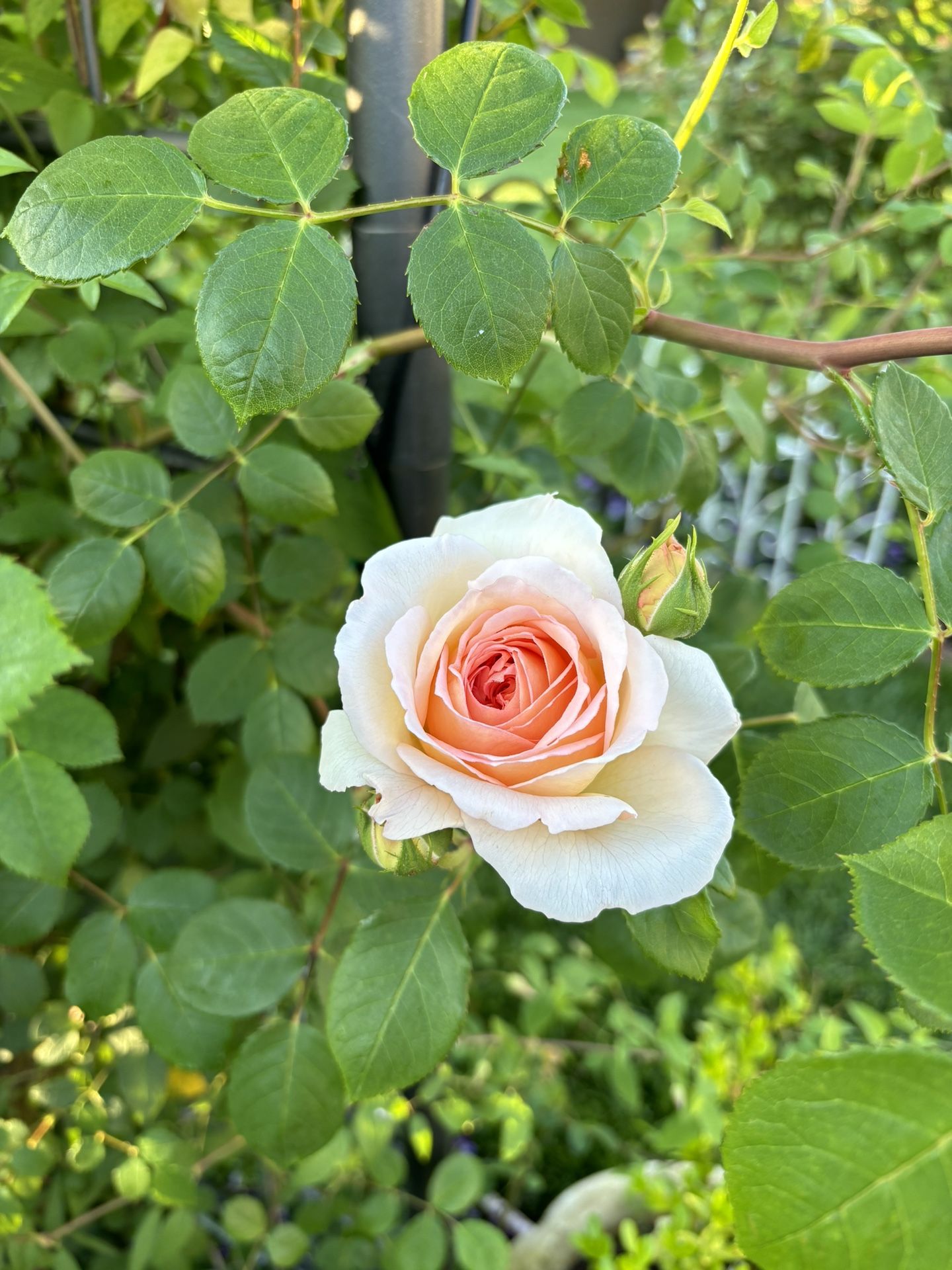 David Austin Rose
