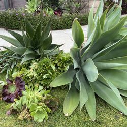 AGAVES And Aeoniums🪴