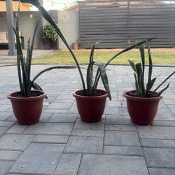 Plants $15 Dollars Each 