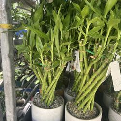 Lucky Bamboo In Ceramic Pot. SPECIAL PRICE 🤩