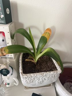 Cila Plant