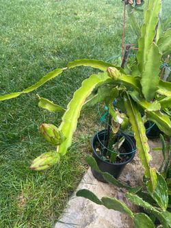 Dragon Fruit plants
