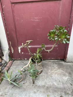 Succulents 