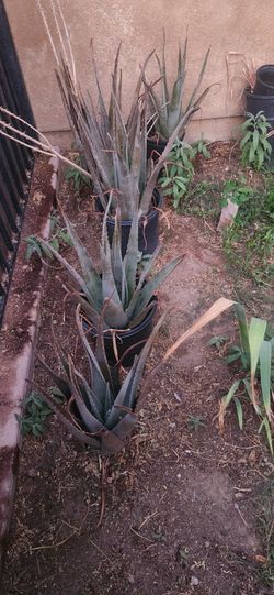 Aloe Vera Plants