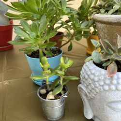 Succulent Plants In Pots 