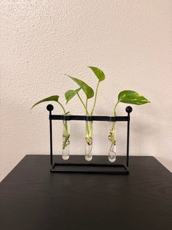 Propagation Stand w/ Clippings