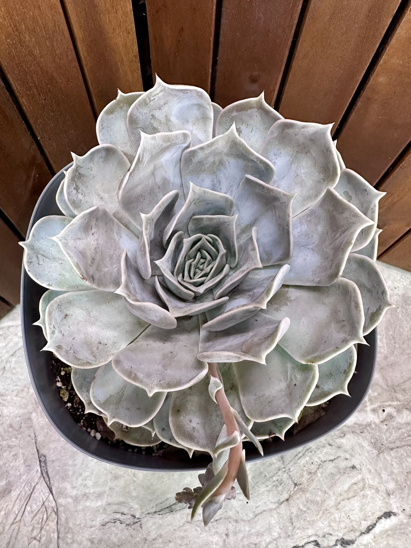 Succulent Echeveria Swan Lake  Plant 🪴 