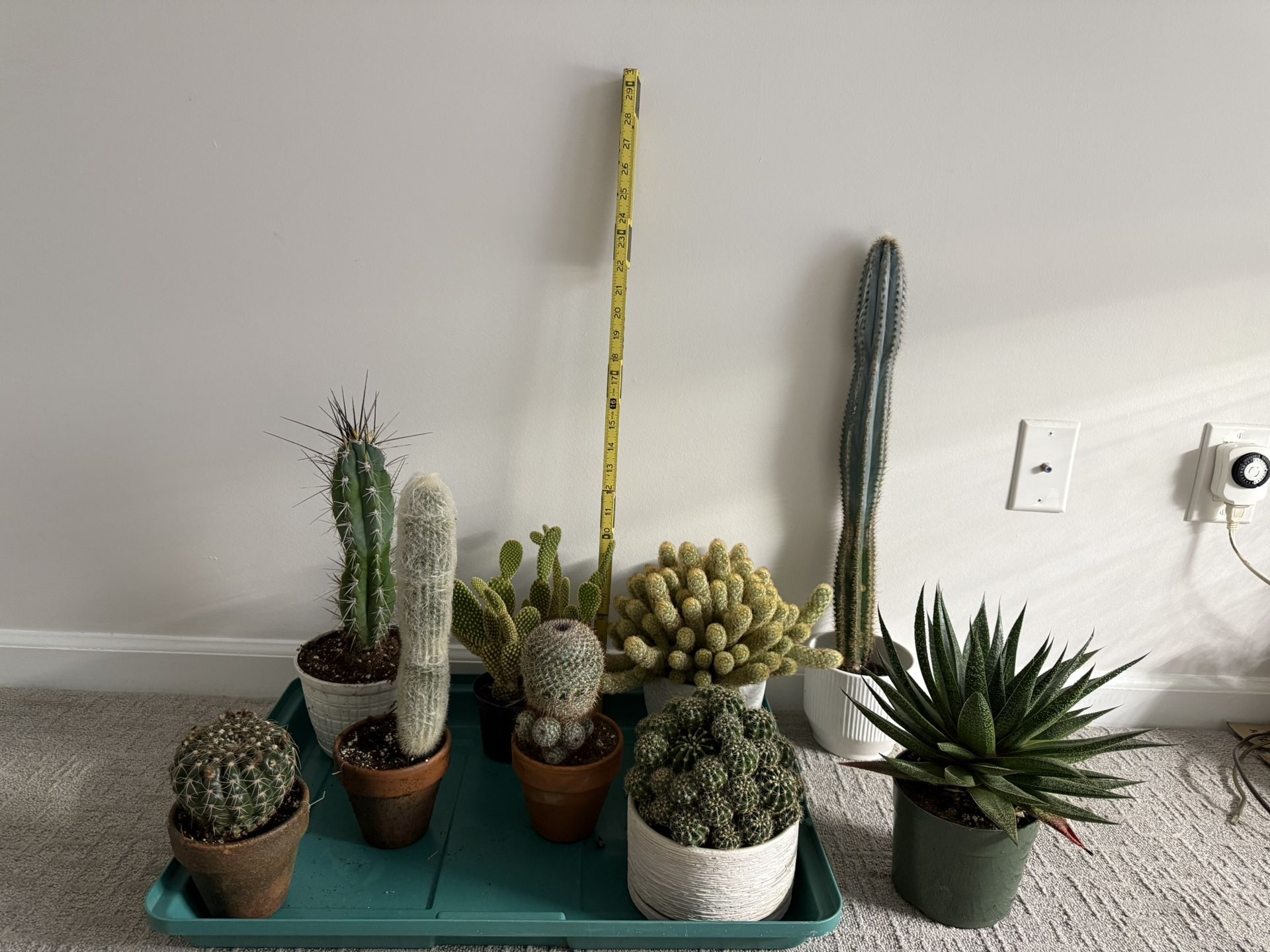 Cactus/ Plant Collection
