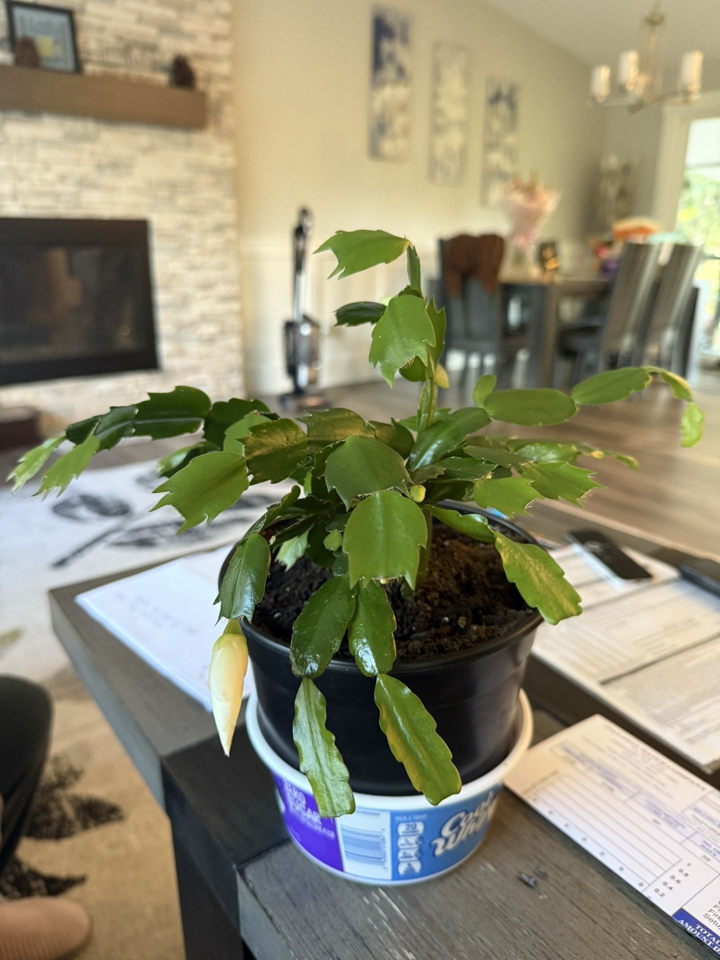 Thanksgiving Cactus Plant In Pot Will Bloom This Season