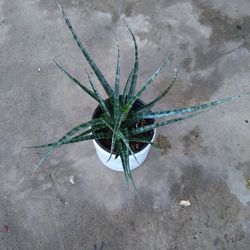 Sanseveria 