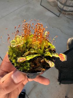 CARNIVOROUS PLANT BOGS – MINIATURE BUG-EATING GARDENS!
