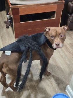Spider Dog Costume