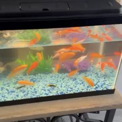 Fish,tank,everything