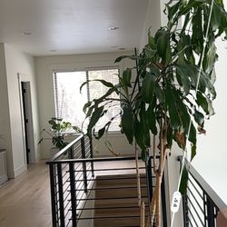 Very Tall dracaena Plant. Produced Blooms 