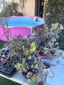Free succulents
