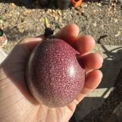 Passion Fruit Plant 