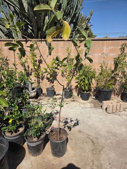 Guava tree