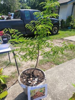 Tropical fruit plants