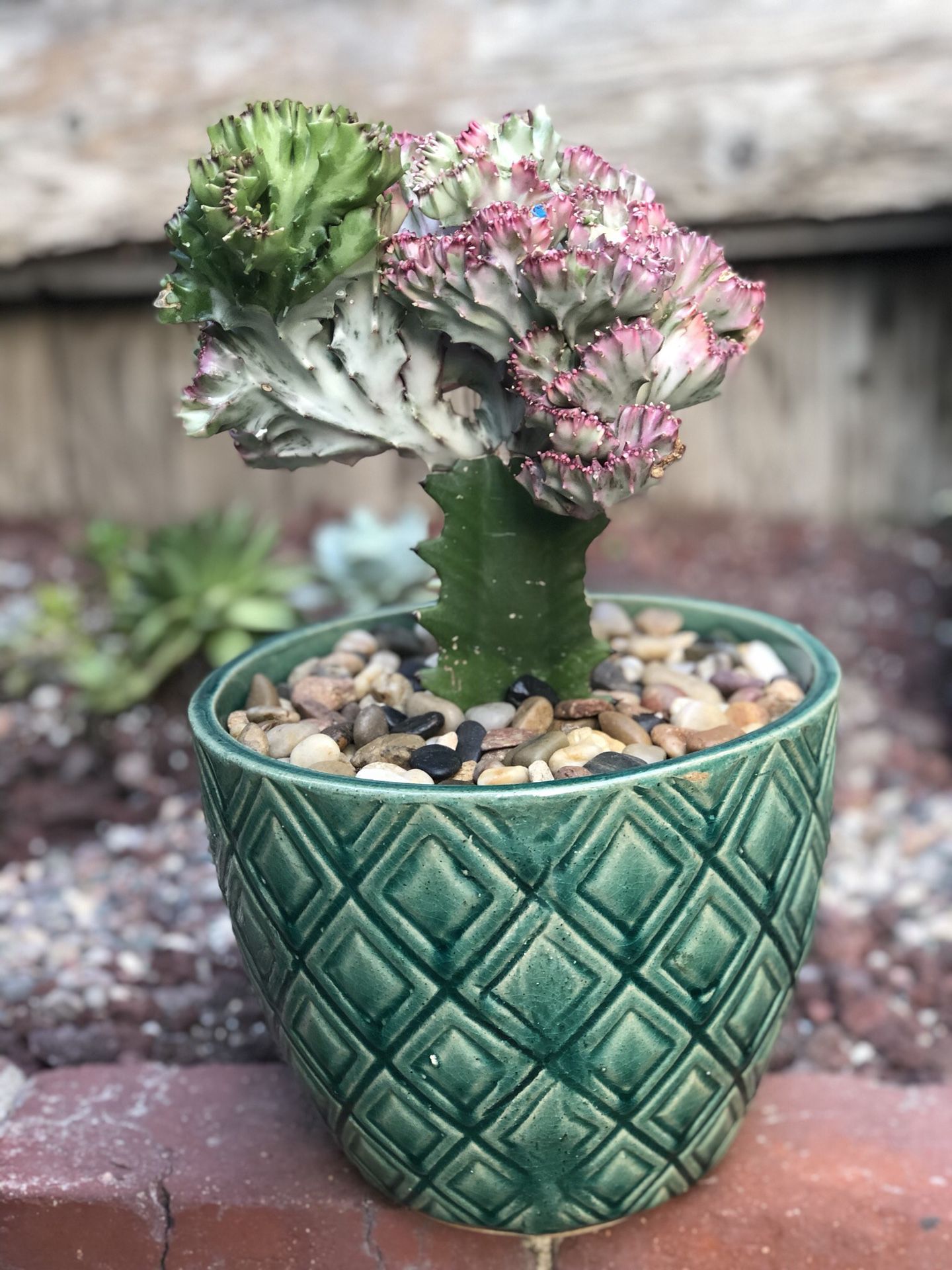 Succulent cactus