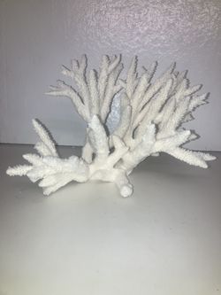 White Natural Ocean Coral 