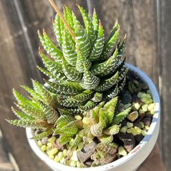 Haworthia Fasciata - Zebra Plant w/ Pups
