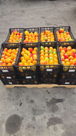 Haden mango