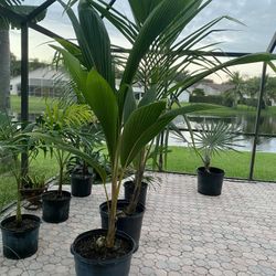Dwarf Malayan Coconut Palm Trees