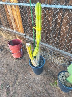 Cactus san Pedro