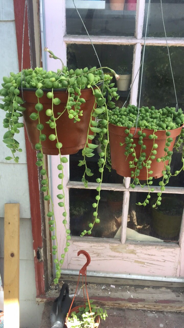 String of Pearls and string of tears