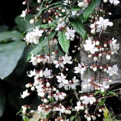 RARE LIVE PLANT 3ft Clerodendrum smitinandii Moldenke Lightbulb Plant
