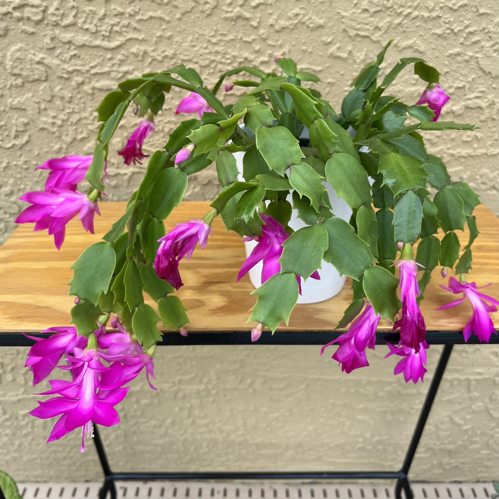 Pink Christmas cactus in a white ceramic pot 🪴🌺