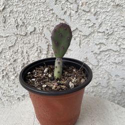 4 Inch Pot Cactus Plant - Opuntia Santa Rita - Purple Prickly Pear Cactus - Baby Rita - Live Cacti - Rooted and Established - Drought Resistant - 🌵 