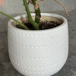 BIG SIZE White Plant Pot