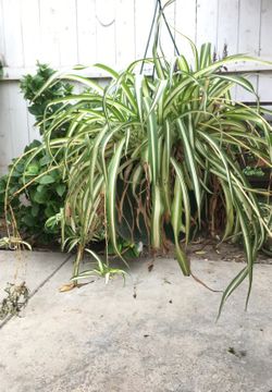 Outside plant