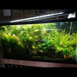 55 Gallons Fish Tank And More Items 🐟